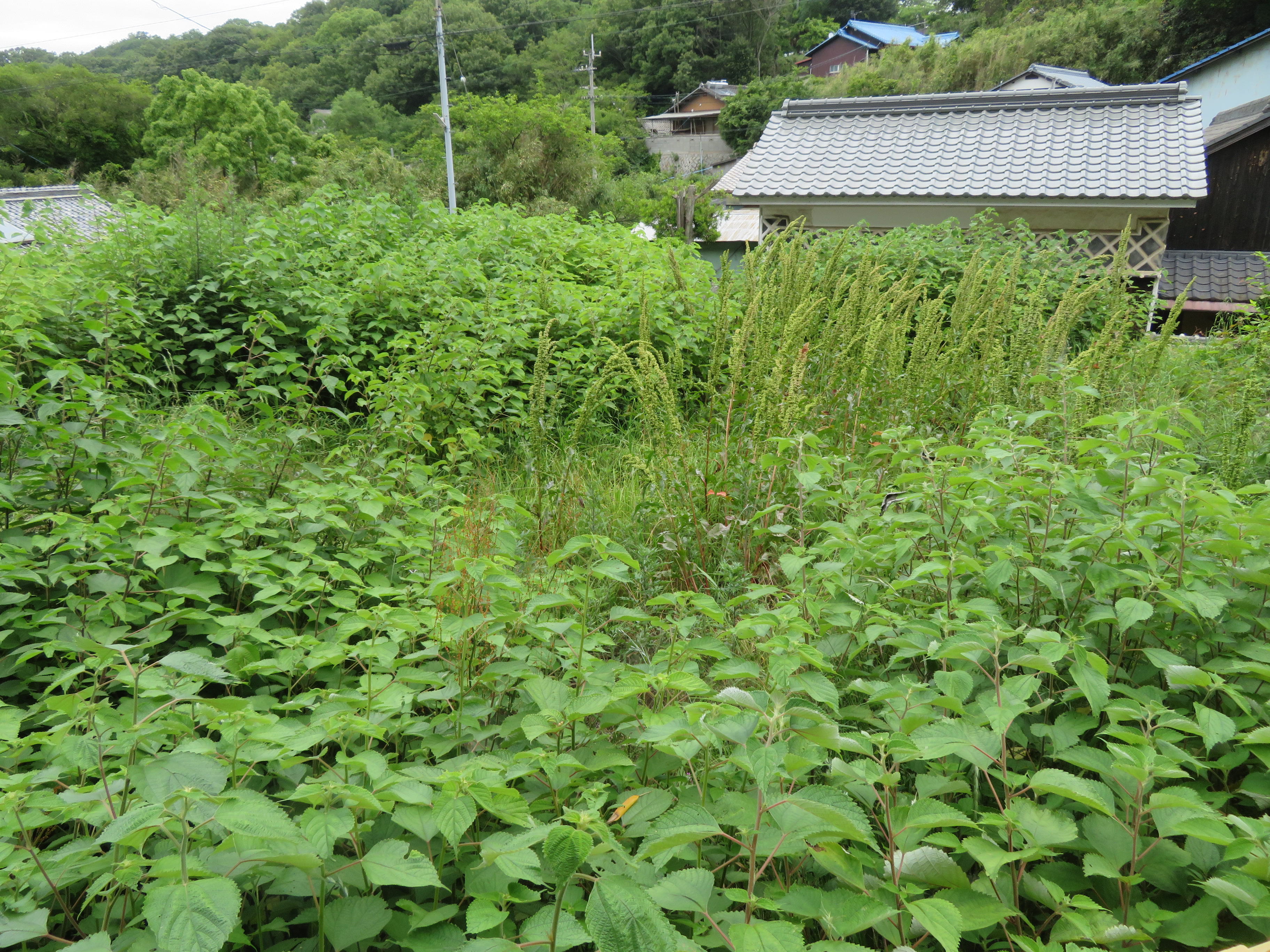 坂出市与島の土地を査定してきました。